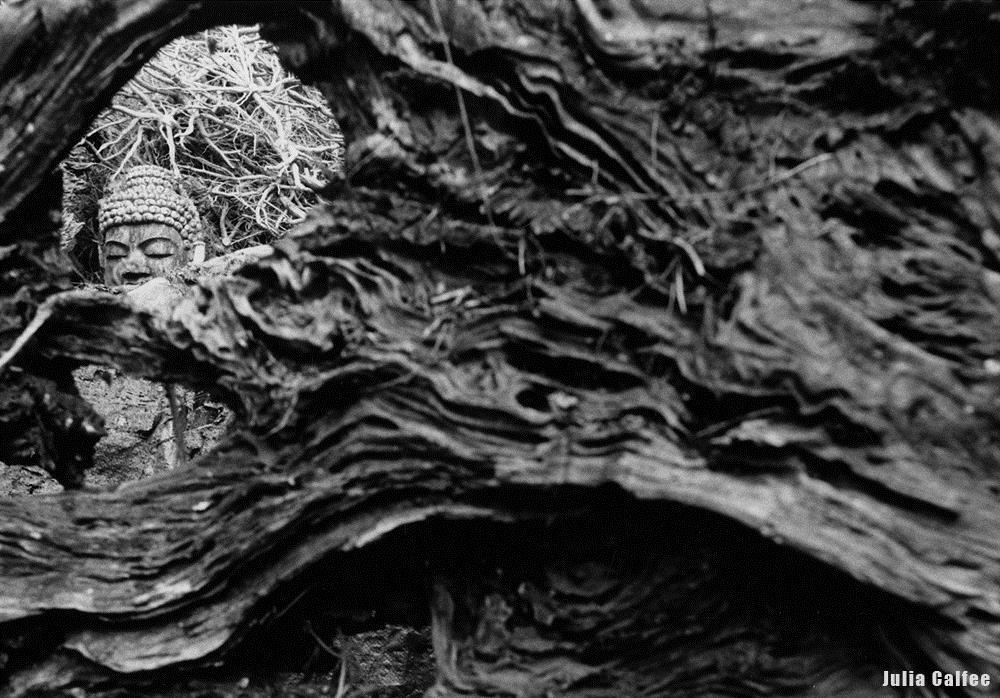 Julia Calfee | Intertwined