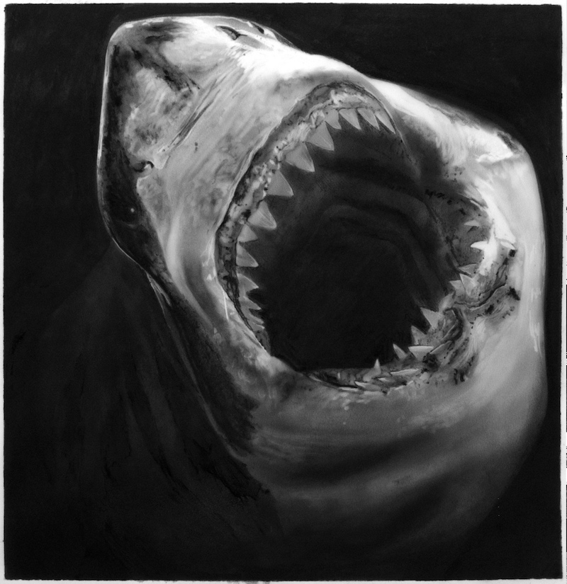 Study for Shark