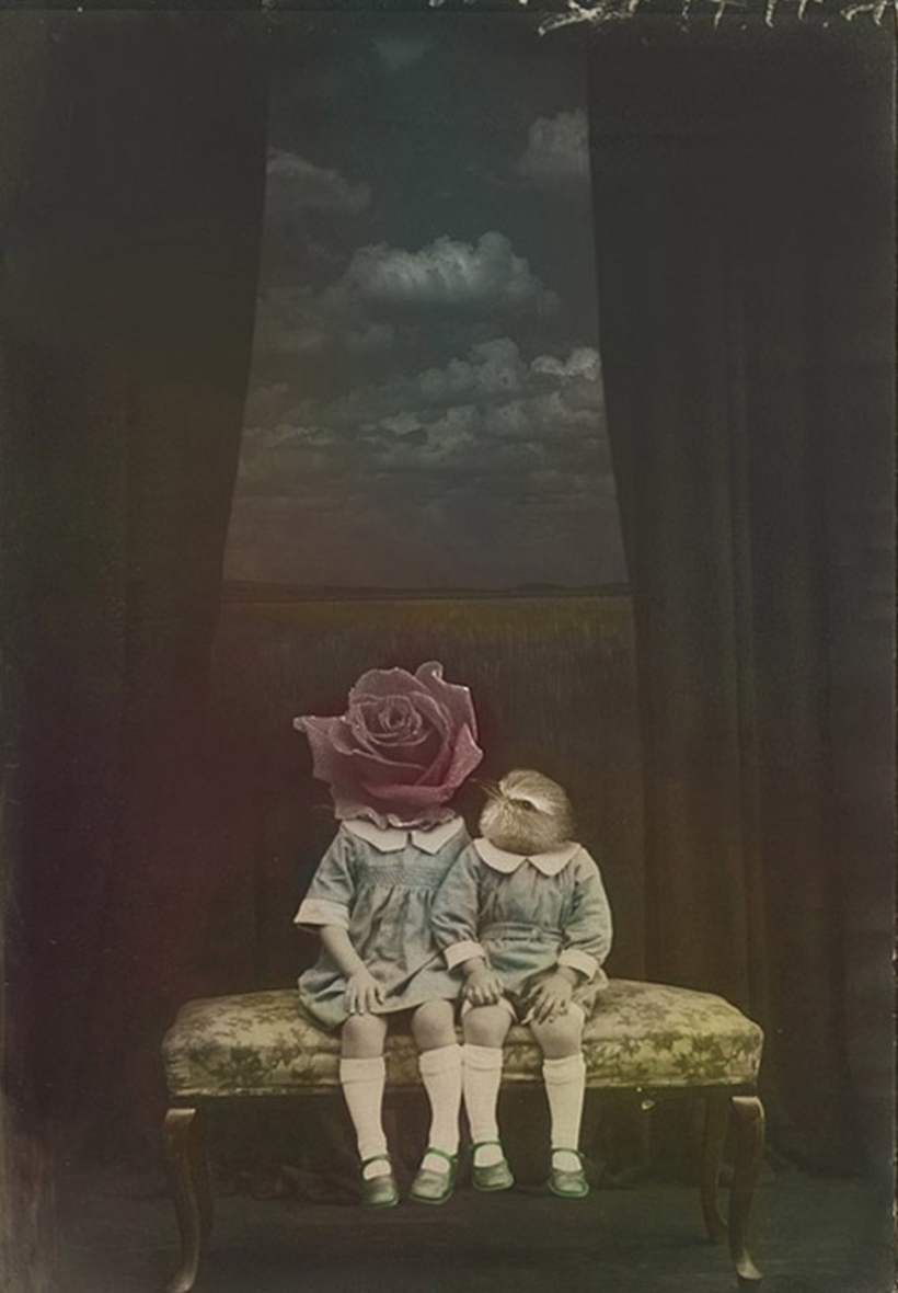 Where have all the flowers gone 6