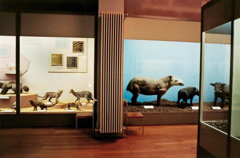 Naturhistorisches Museum Basel