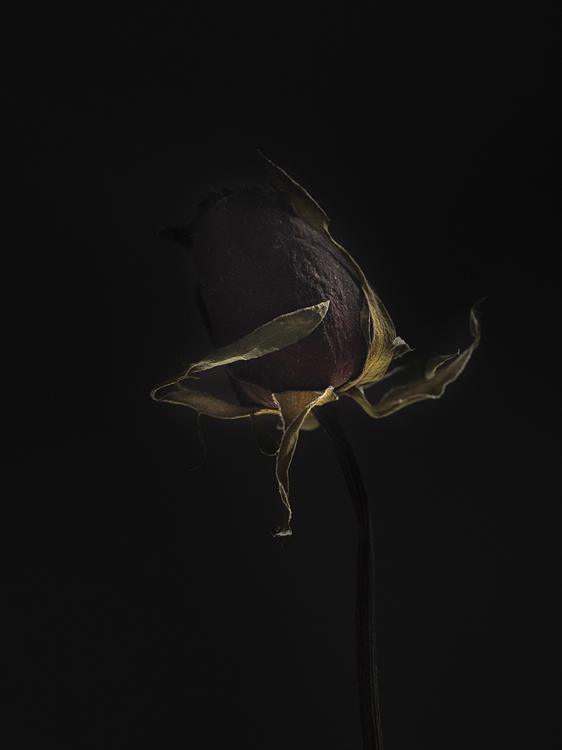 Flower dry 8913
